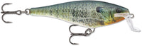 Live Bluegill