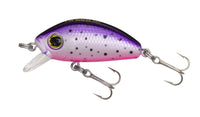 Purple Rainbow Trout