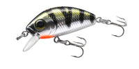 Yellow Perch