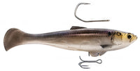 Gizzard Shad
